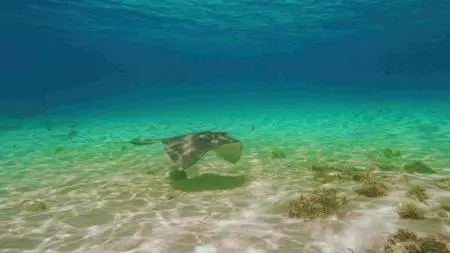 The Last Reef (2012)
