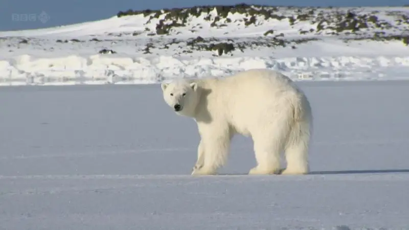 BBC - The Polar Bear Family and Me (2013)