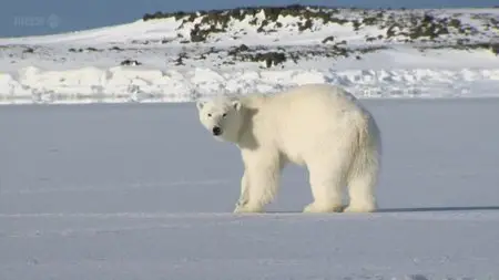 BBC - The Polar Bear Family and Me (2013)