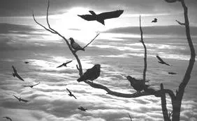 Bird Brushes for Photoshop