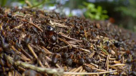 BBC - Natural World: Attenborough and the Empire of the Ants (2017)