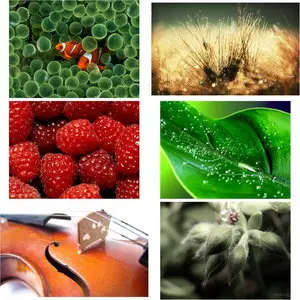 Wallpapers Macro. Set 1