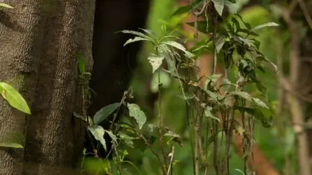 BBC Natural World - Forest Elephants: Rumbles in the Jungle (2010)