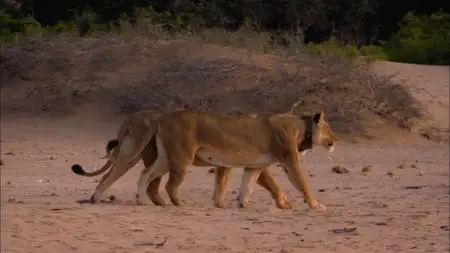 Smithsonian Channel - Desert Warriors: Lions of the Namib (2015)