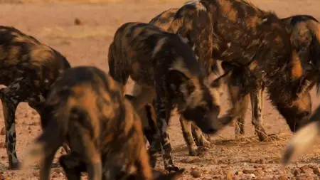 BBC - Dynasties Series 1: Painted Wolf (2018)