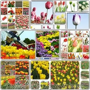 The Flower Collection: Tulip Series 1-7