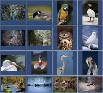 PhotoDisc V044 - Nature, Wildlife and the Environment 2