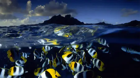 Screensaver: Underwater Sea Life