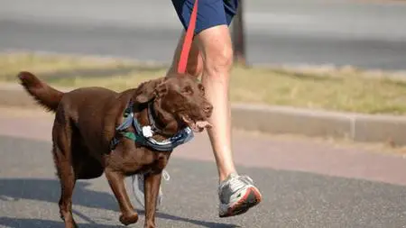 Senior Dog Care: Exercise & Fitness For Senior Dogs