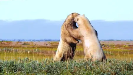 Polar Bears: A Summer Odyssey (2012)