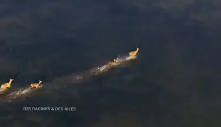 (Fr3) Des Racines et des Ailes : La France au fil de l'eau (2011)