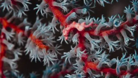 A World of Calm S01E01
