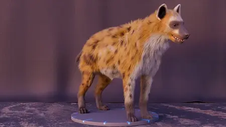 Hyena groom techniques in Houdini