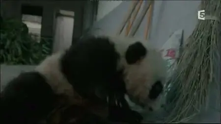 (Fr5) La vallée des pandas (2015)