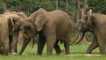 BBC Natural World - Forest Elephants: Rumbles in the Jungle (2010)