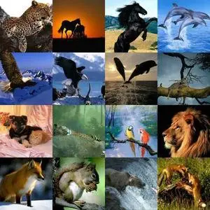 Animal Wallpaper pack 2 - 2008