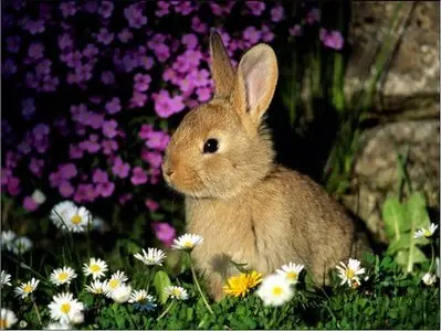 Wallpapers Animals #2
