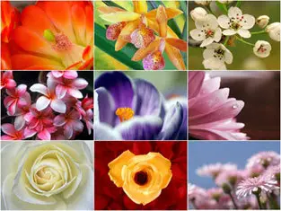 Flowers #7