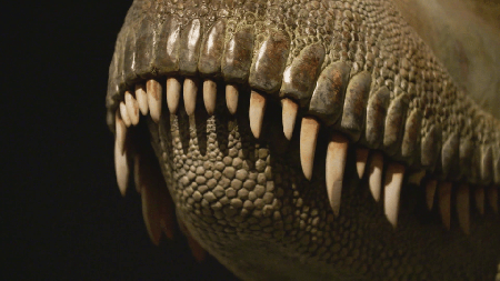 The Dinosaur Echo (2017)