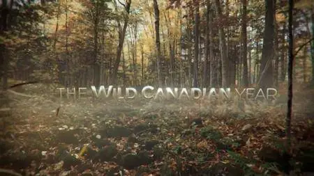 CBC The Nature of Things - The Wild Canadian Year: Fall (2017)