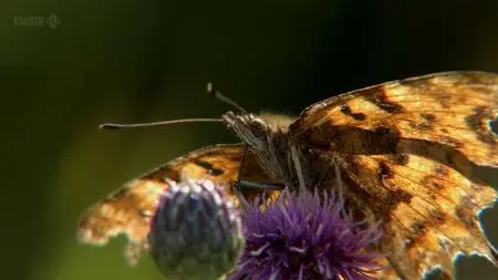 BBC Natural World - Butterflies: A Very British Obsession (2010)