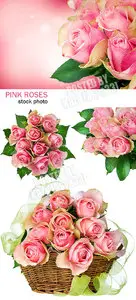 Pink roses 2