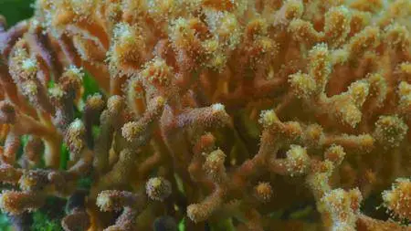 The Last Reef (2012)