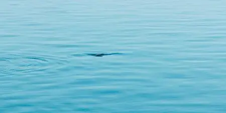 Fathom (2021)