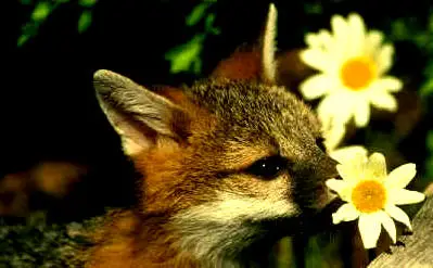 Corel Professional Photos Vol 159 - Wildlife Babies