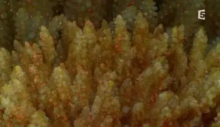 (Fr5) Au cœur du corail (2012){Re-UP}
