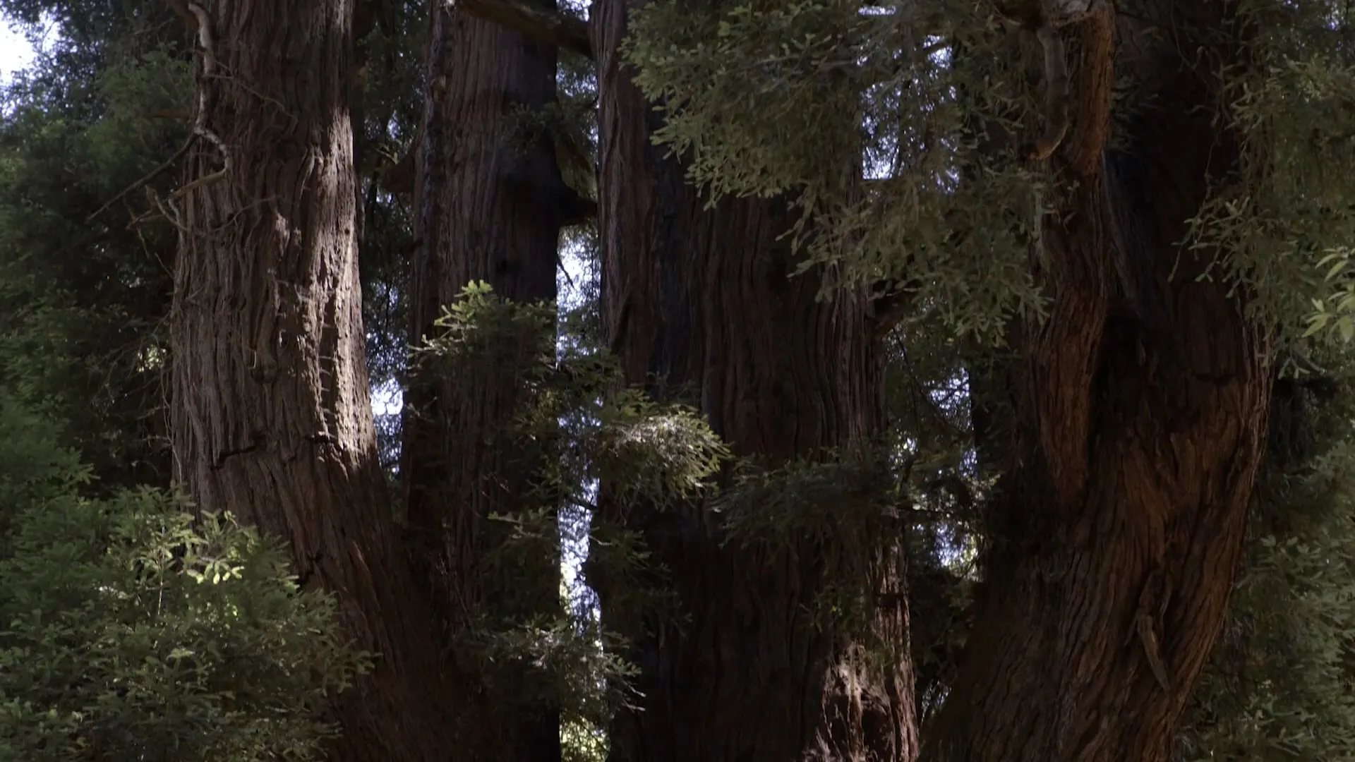 Giants Rising (2024)