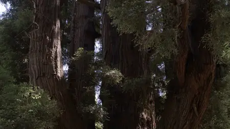 Giants Rising (2024)