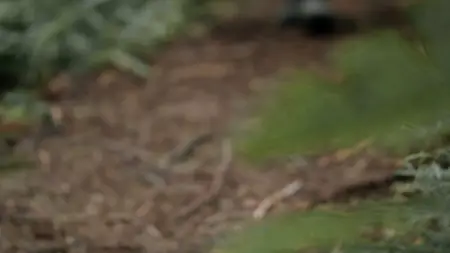 Giants Rising (2024)