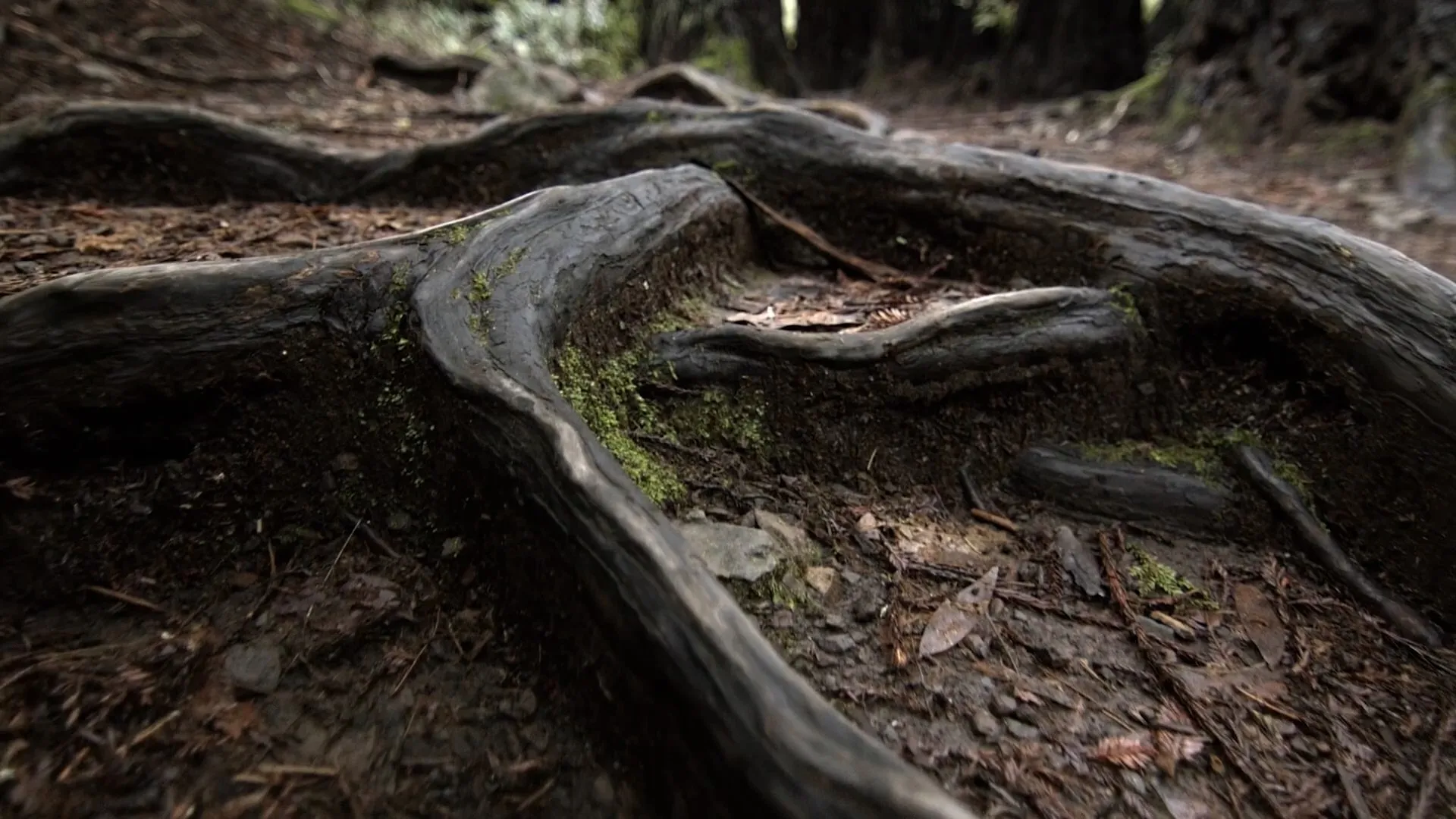 Giants Rising (2024)