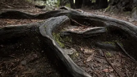 Giants Rising (2024)