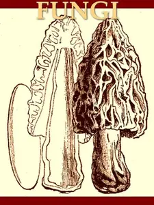 Fungi: Their Nature and Uses