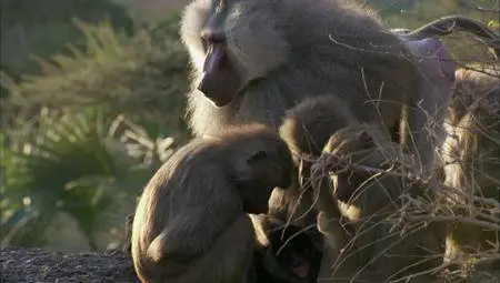 BBC Natural World - Living with Baboons (2012)