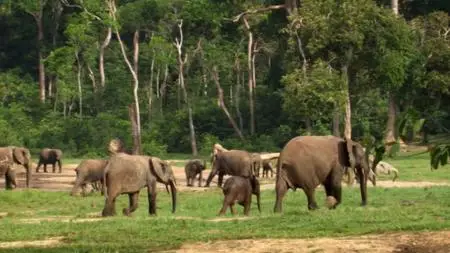 BBC Natural World - Forest Elephants: Rumbles in the Jungle (2010)