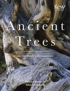 Ancient Trees: Trees That Live for a Thousand Years