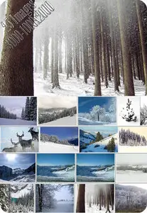 Winter nature