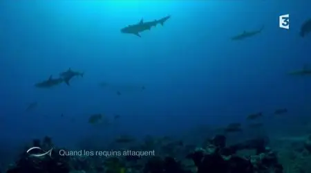 (Fr3) Thalassa : Bretagne, cap à l'Ouest ! + Grand format - Quand les requins attaquent (2013)