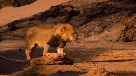 Smithsonian Channel - Desert Warriors: Lions of the Namib (2015)