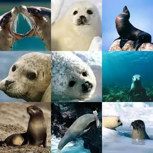 Seals Wallpapers