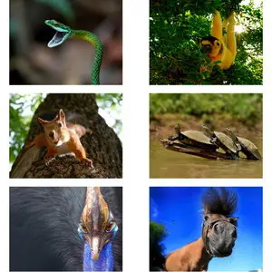 Wallpapers Collection (Animals). Set 14