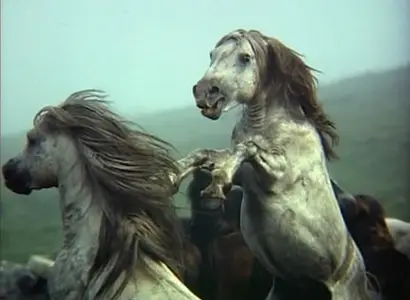 National Geographic - Les Photographes (1995) [Re-UP]