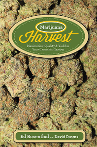 Marijuana Harvest : Maximizing Quality and Yield in Your Cannabis Garden