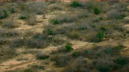 BBC - Gordon Buchanan: Elephant Family And Me (2016)