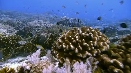 Deep Ocean: The Lost World of the Pacific (2015)