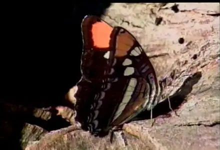 Audubon Butterfly - Essentials for beginners and gardeners