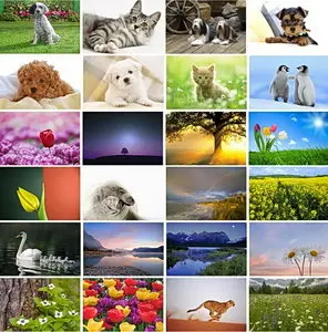 Beautiful Nature and Animals Wallpapers
